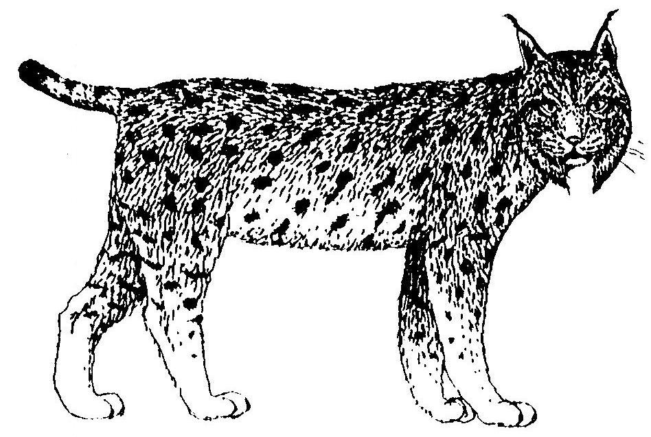 Lince