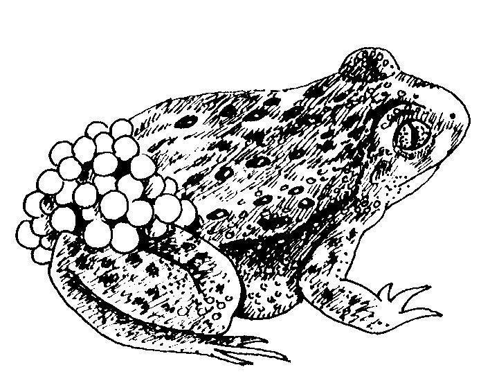 Sapo-parteiro3