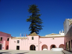 araucaria-loule