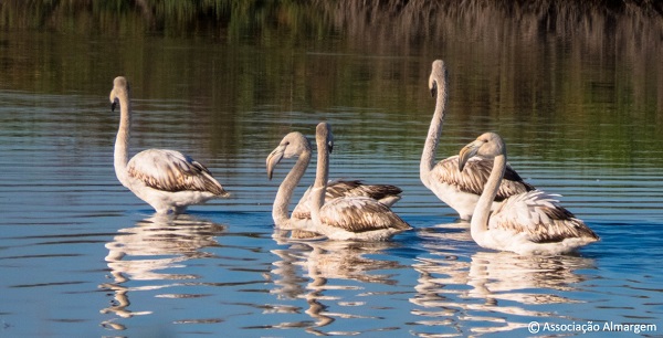 noticia