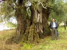 oliveira-tor